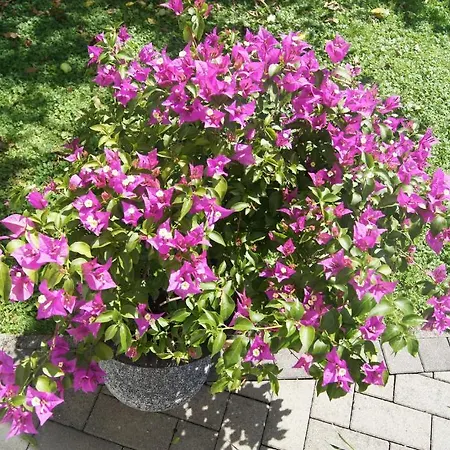 Haus Josef Mayrhofen