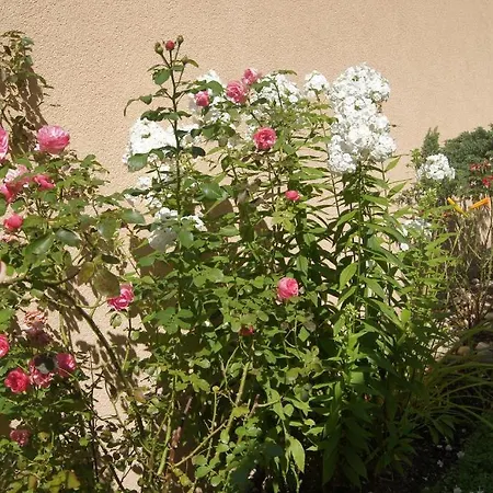 Haus Josef Bed and breakfast *