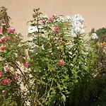 Haus Josef Bed & Breakfast *
