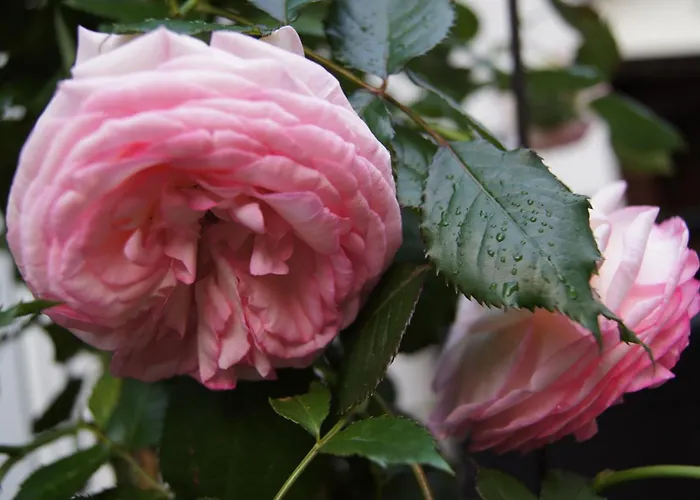 Haus Josef Bed & Breakfast Mayrhofen